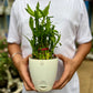 Lucky Bamboo