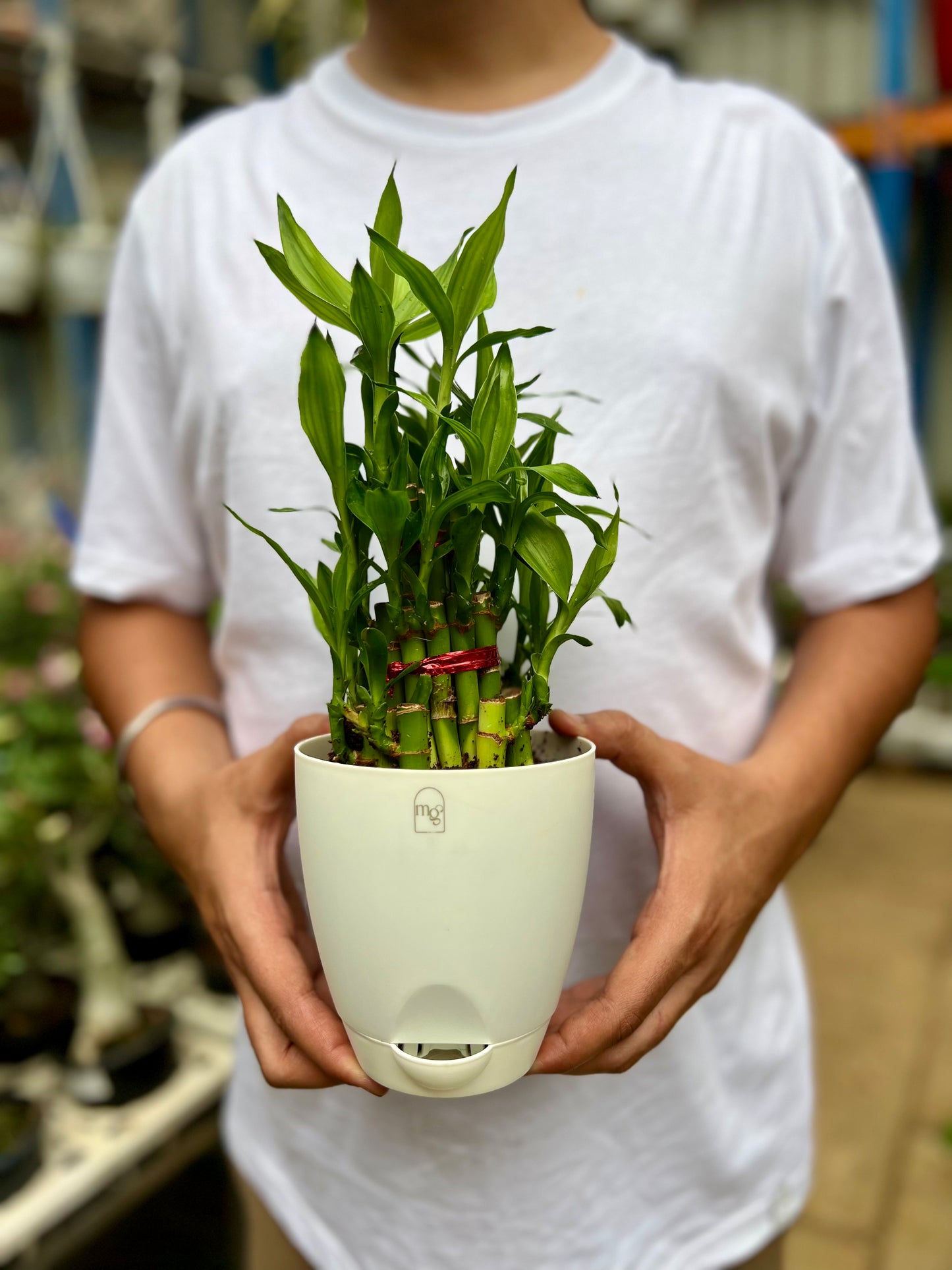 Lucky Bamboo