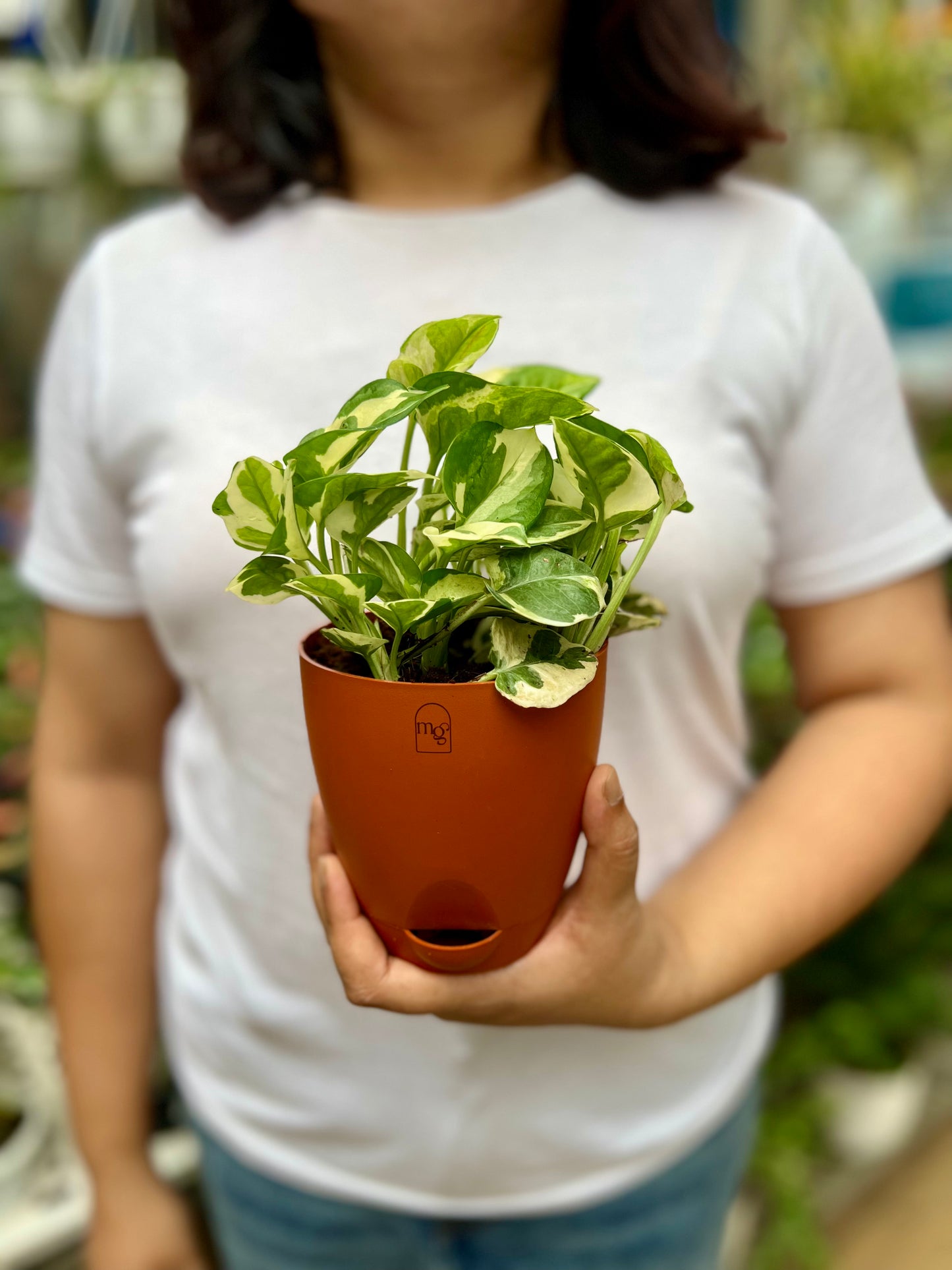 N'joy Pothos