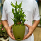 Lucky Bamboo