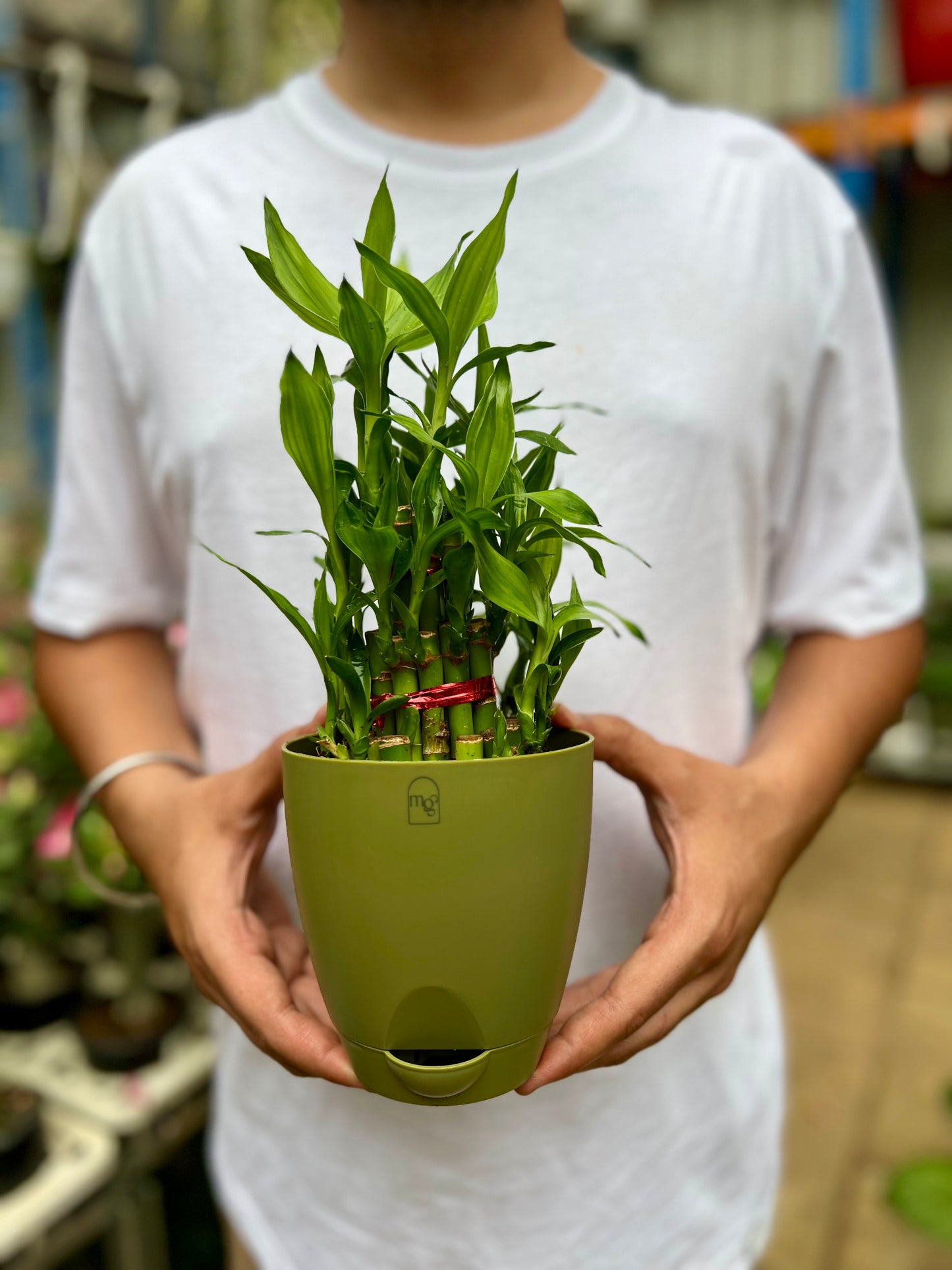 Lucky Bamboo