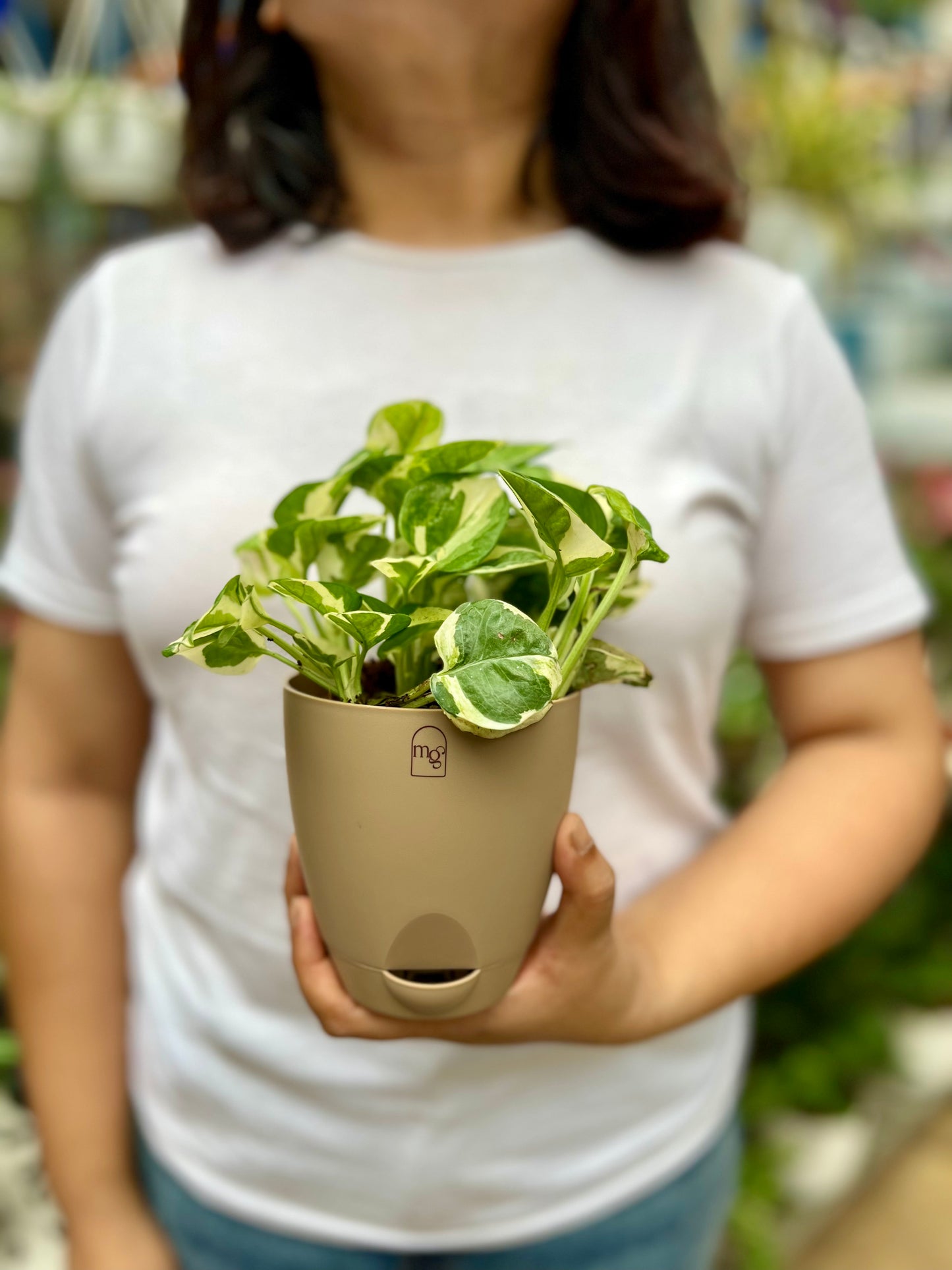N'joy Pothos