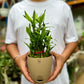 Lucky Bamboo