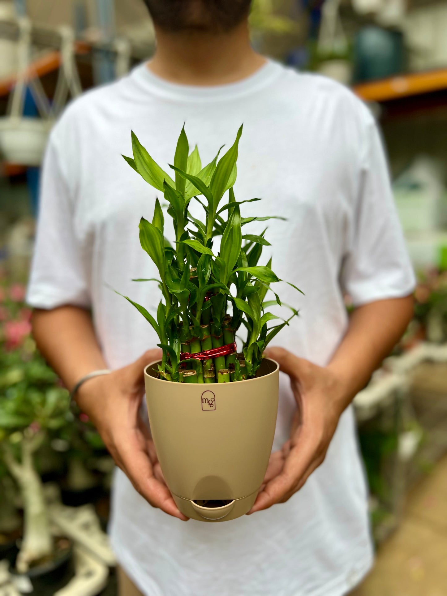 Lucky Bamboo
