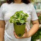 N'joy Pothos