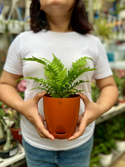 Fern Palm