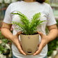Fern Palm