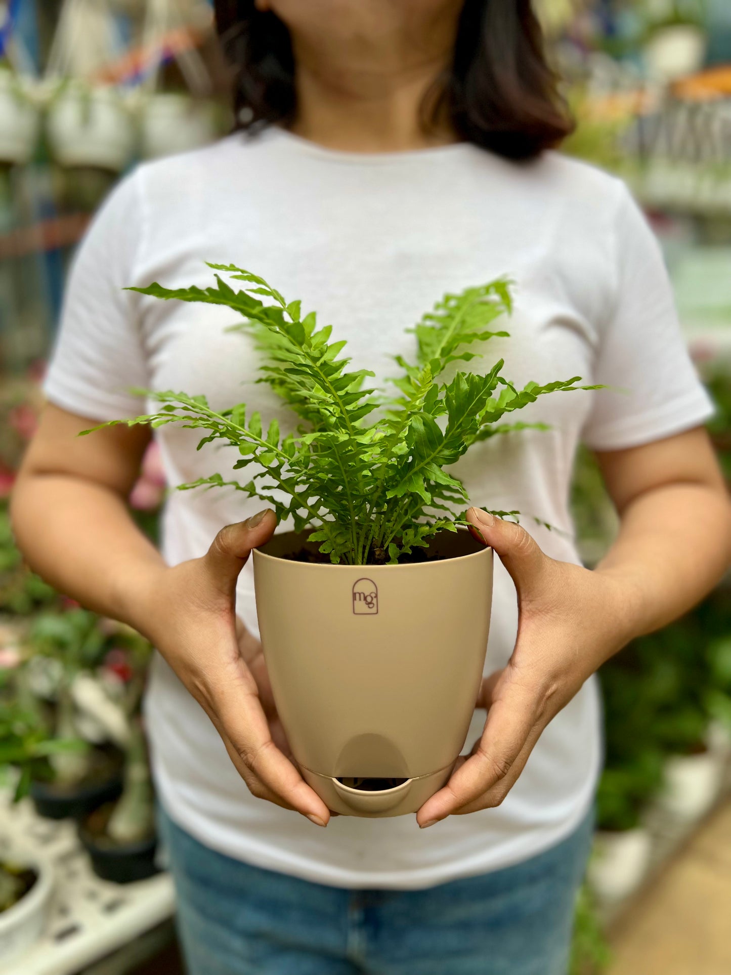 Fern Palm