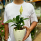 Peace Lily