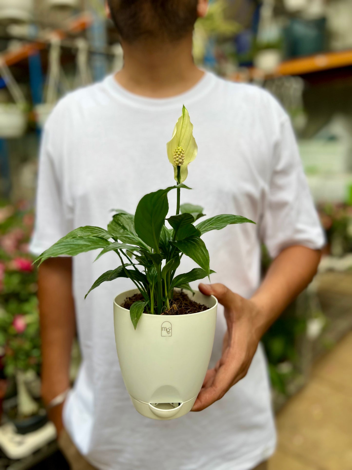 Peace Lily