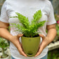 Fern Palm