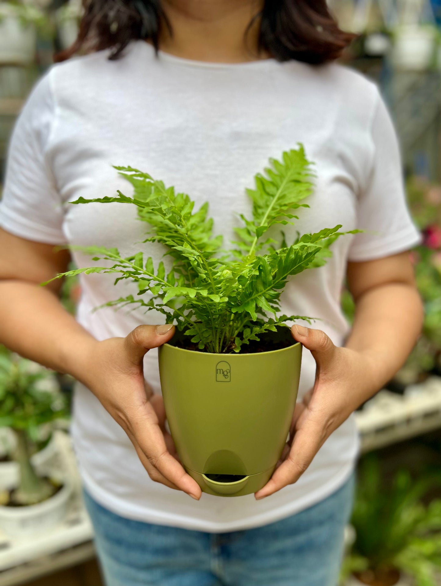 Fern Palm