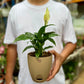 Peace Lily