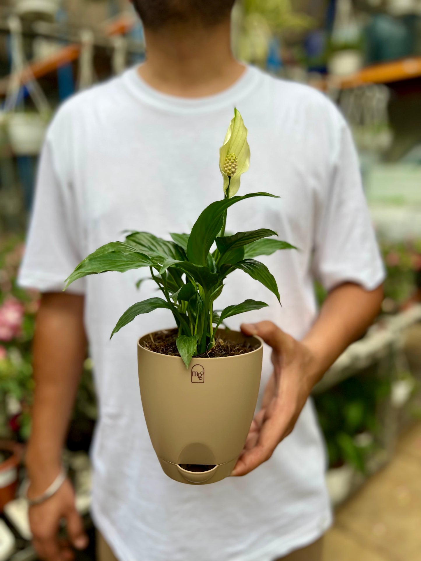 Peace Lily