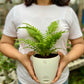 Fern Palm
