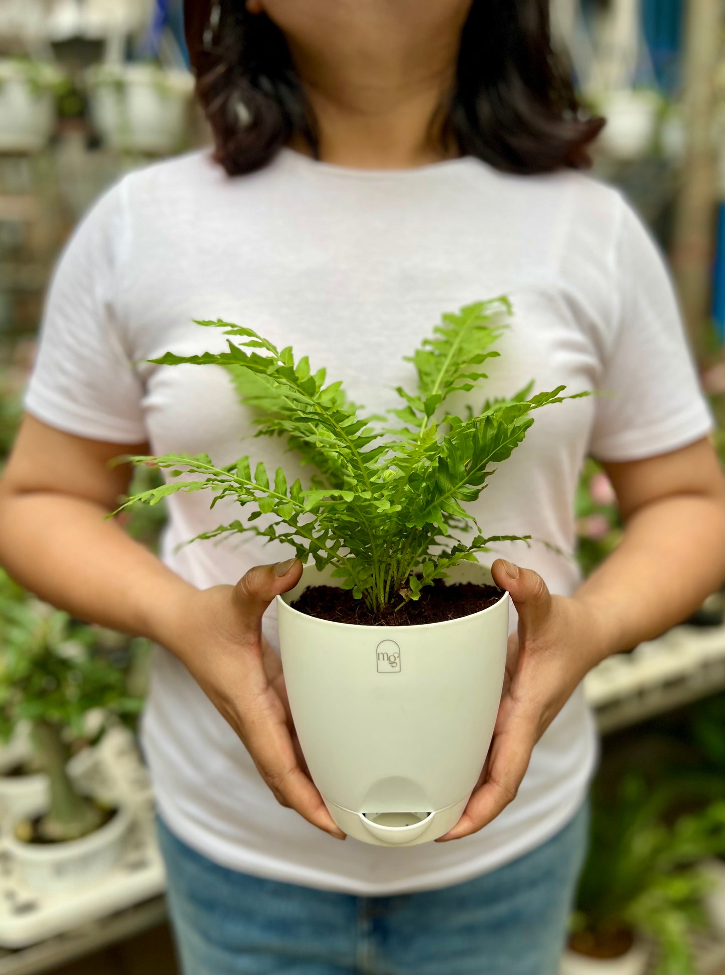 Fern Palm