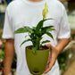 Peace Lily