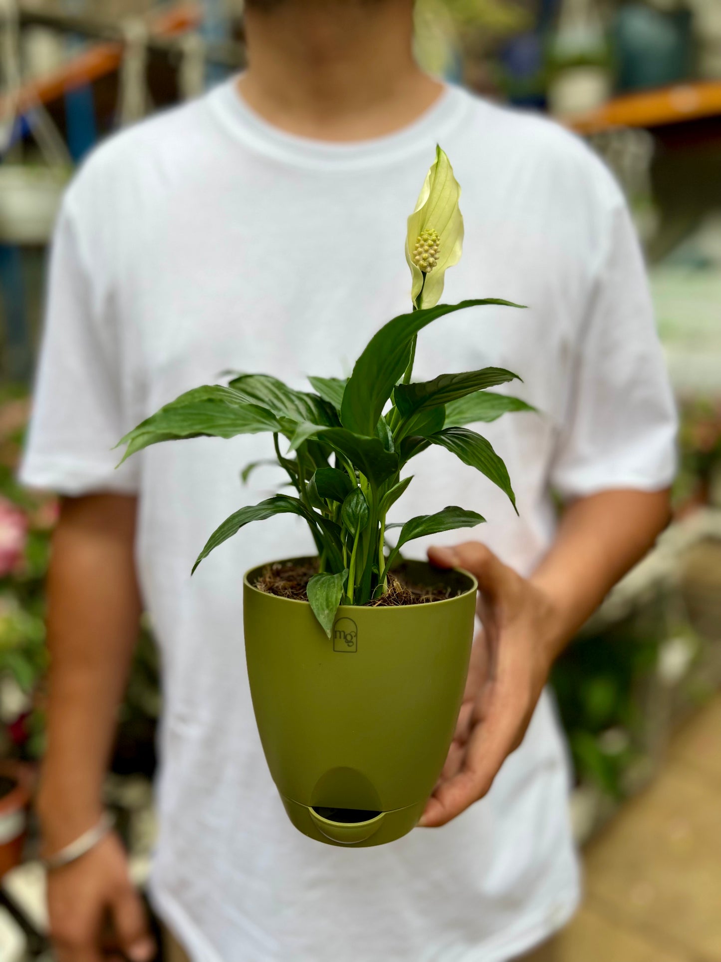 Peace Lily