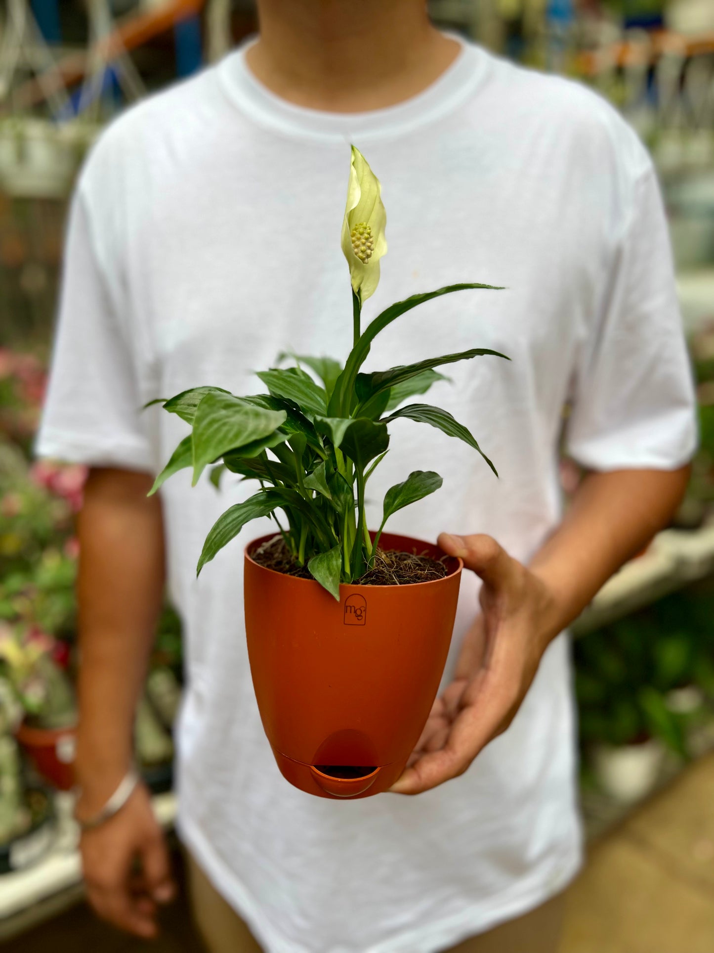 Peace Lily