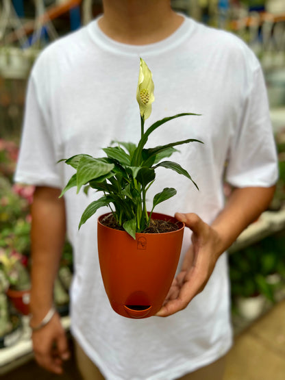 Peace Lily