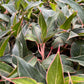Aglaonema Black Lipstick