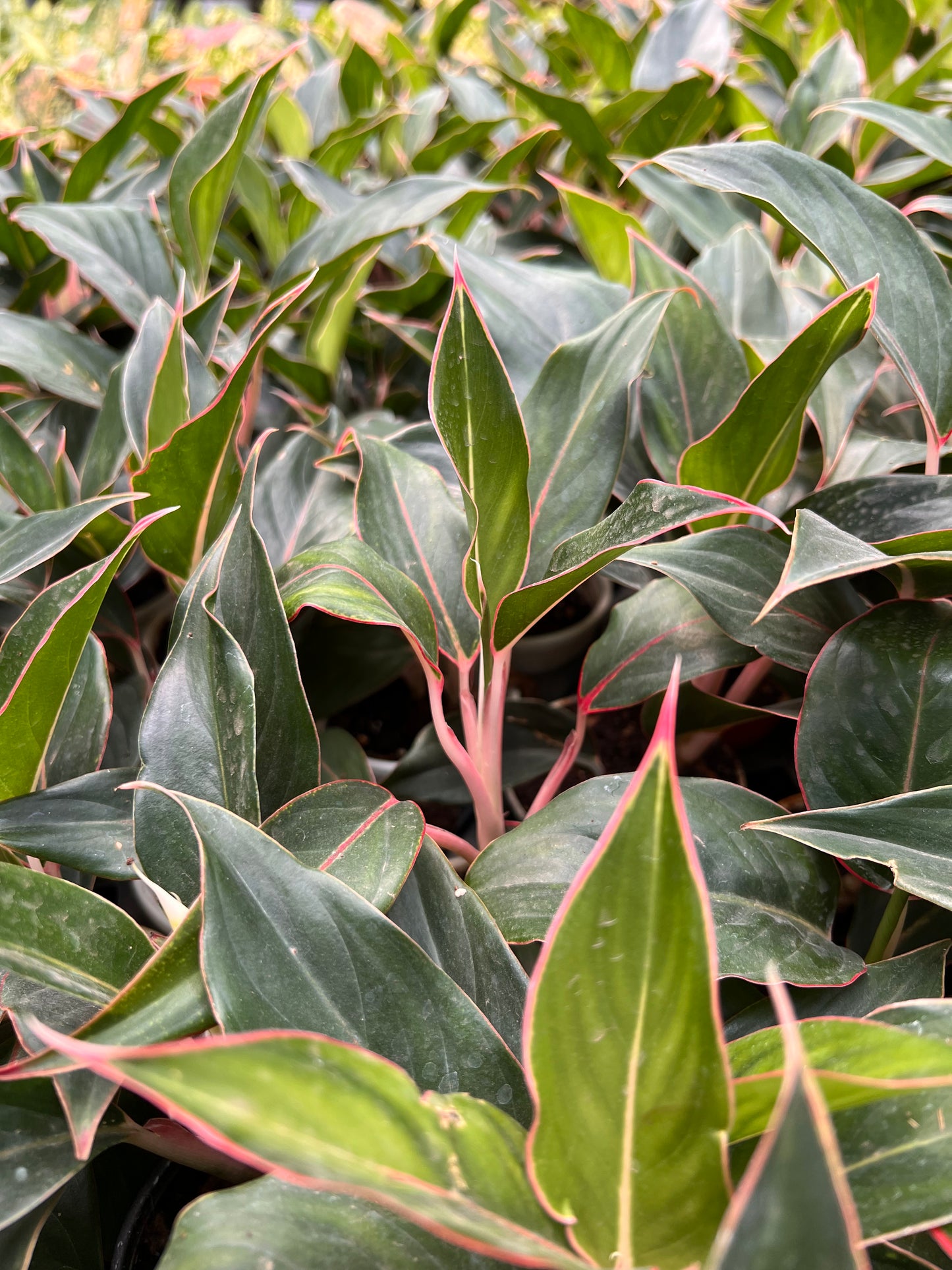 Aglaonema Black Lipstick