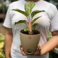 Aglaonema Red Peacock