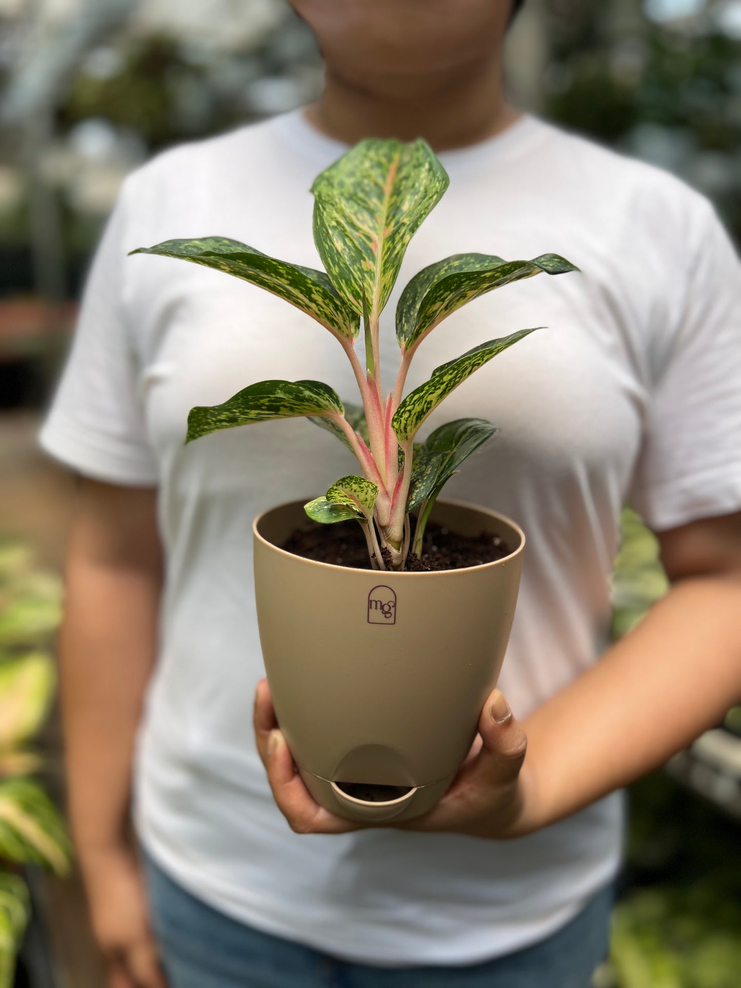 Aglaonema Red Peacock