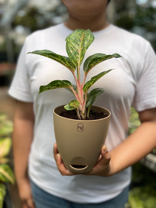 Aglaonema Red Peacock