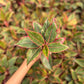 Aglaonema Red lipstick