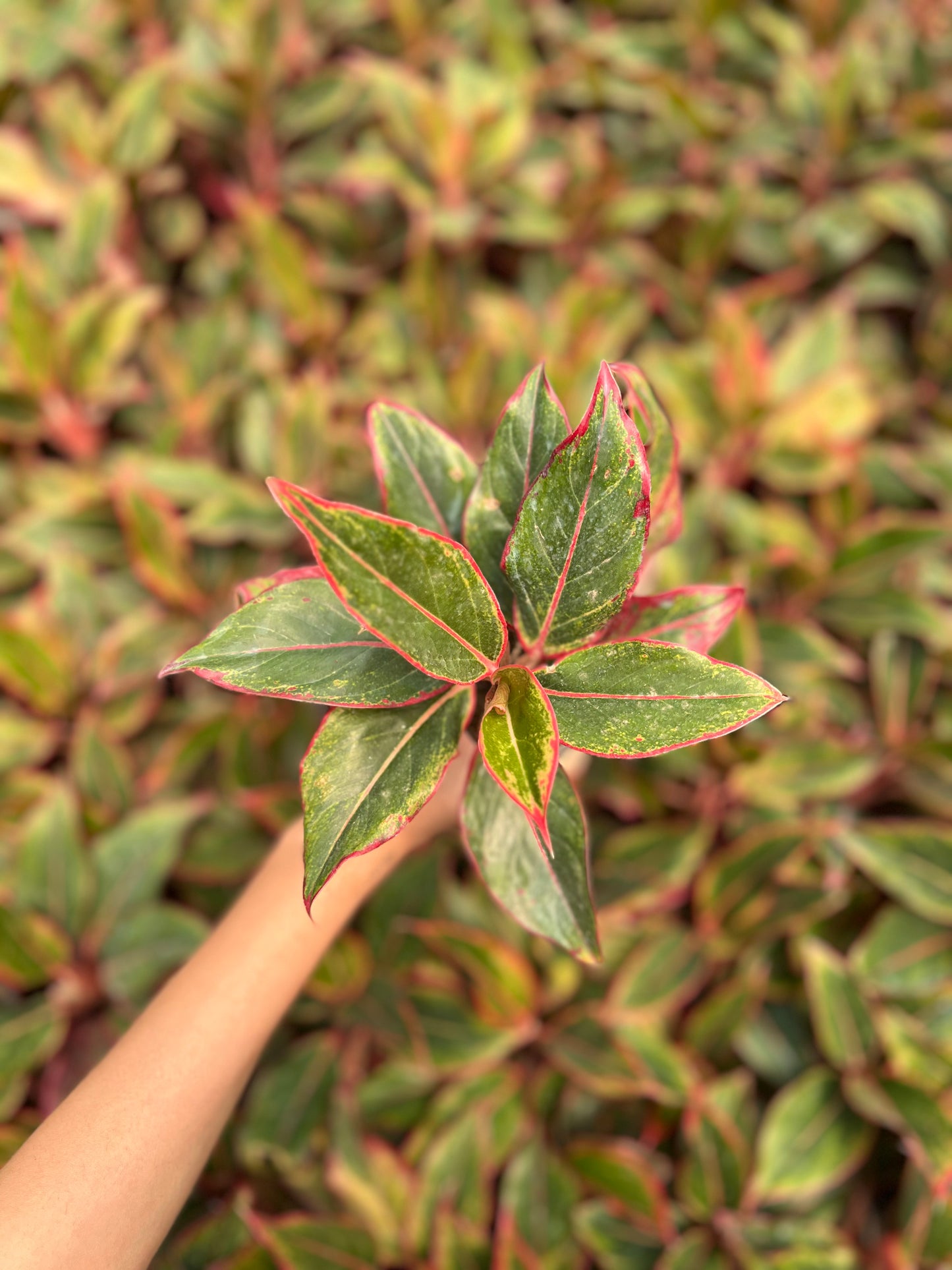 Aglaonema Red lipstick