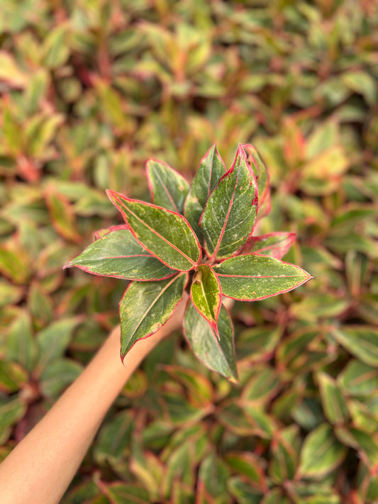 Aglaonema Red lipstick