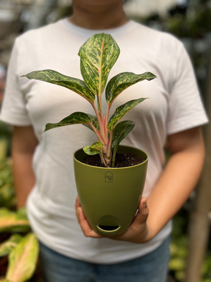 Aglaonema Red Peacock