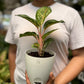 Aglaonema Red Peacock