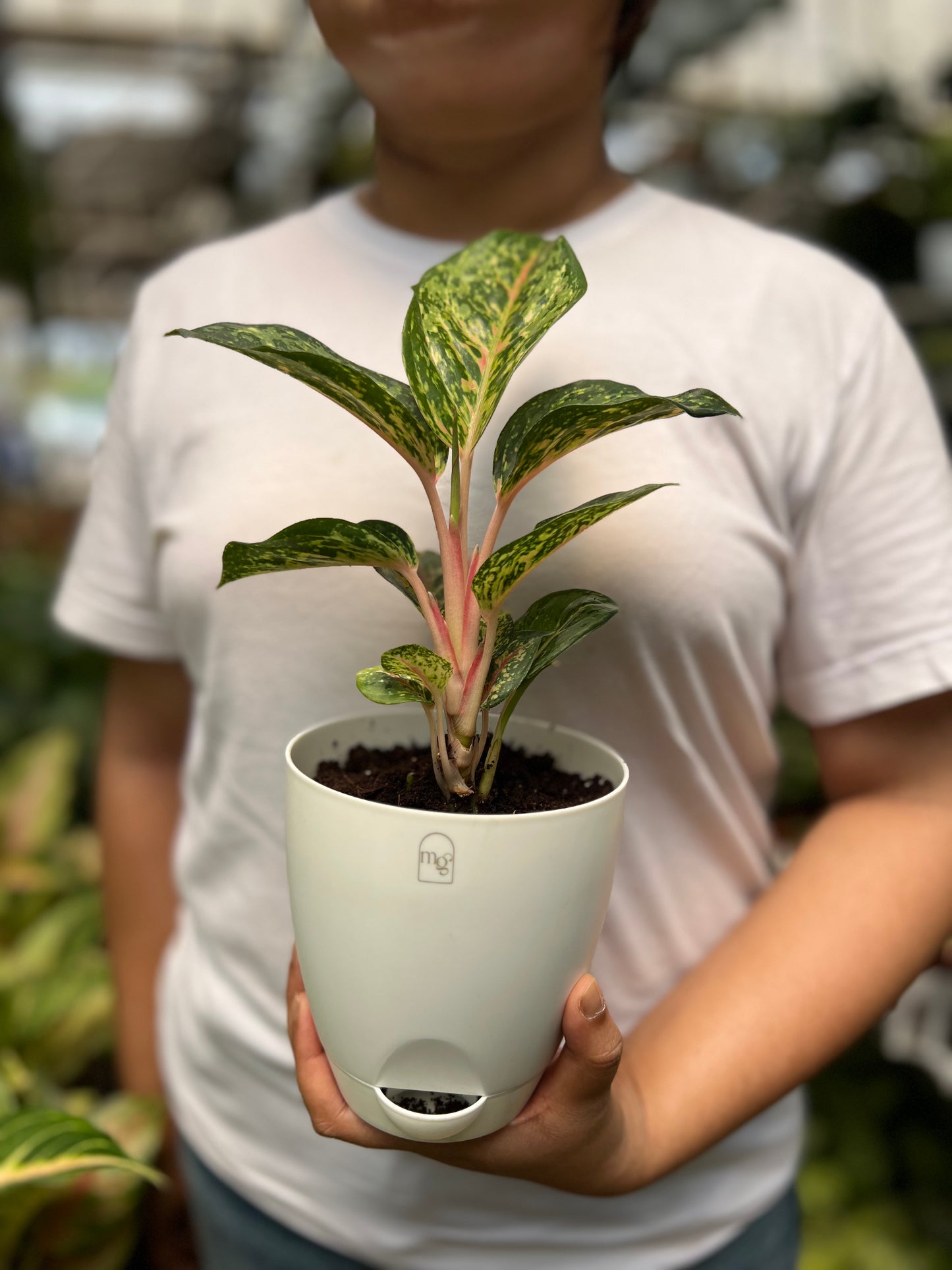 Aglaonema Red Peacock