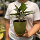 Aglaonema Black Lipstick