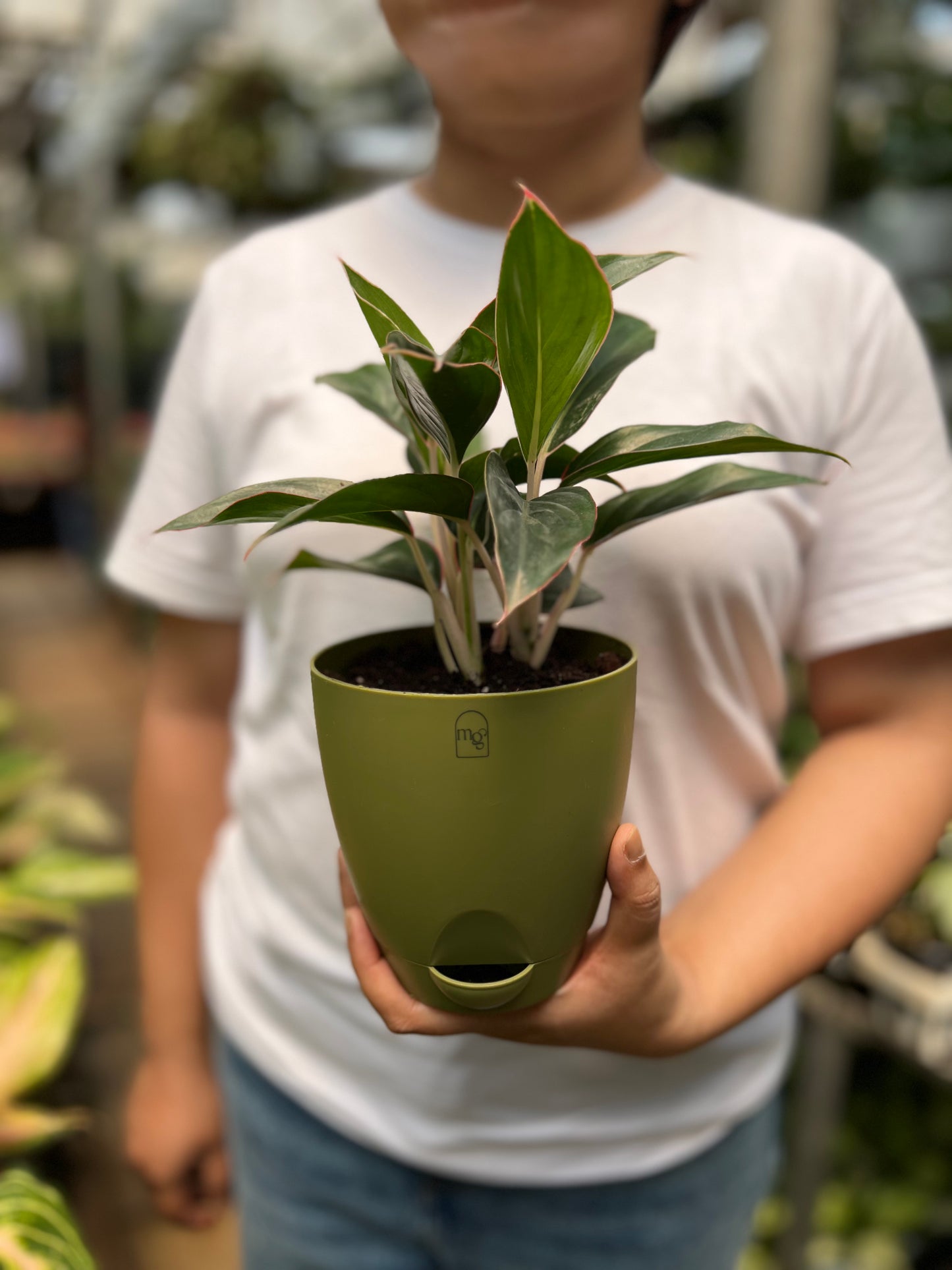 Aglaonema Black Lipstick