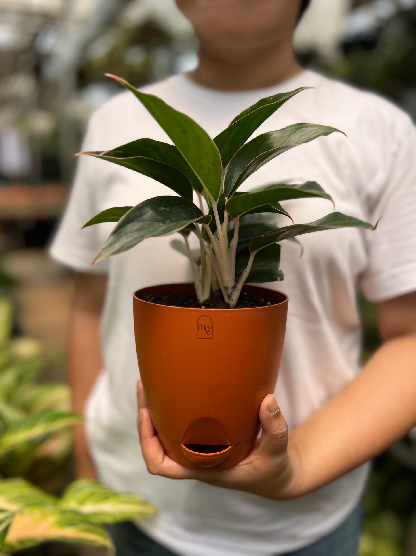 Aglaonema Black Lipstick