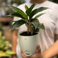 Aglaonema Black Lipstick