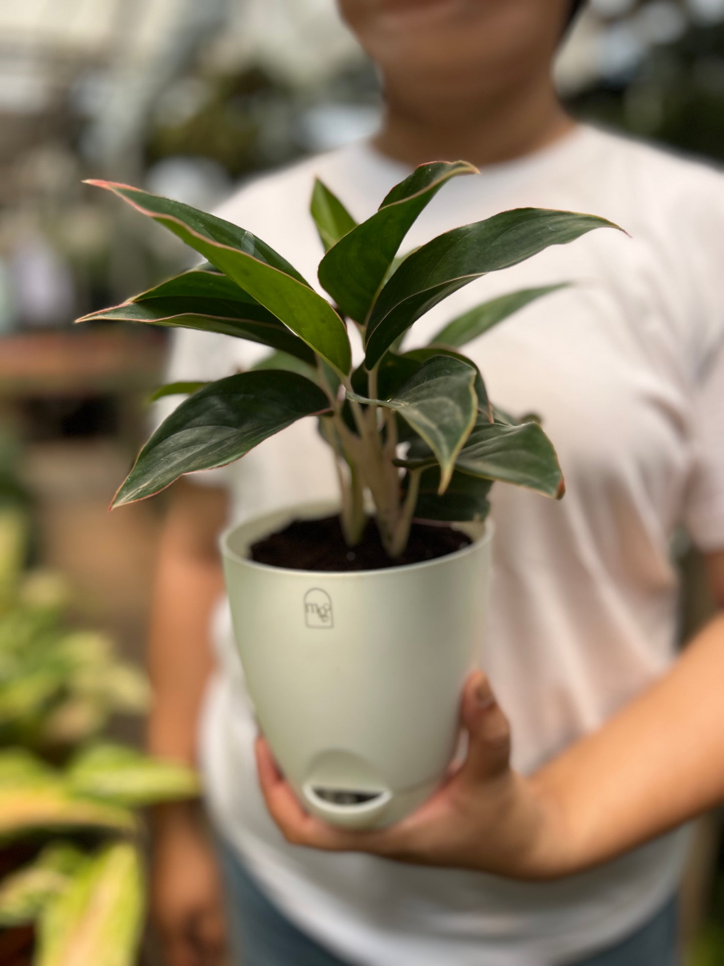Aglaonema Black Lipstick