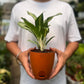 Aglaonema Silver Queen