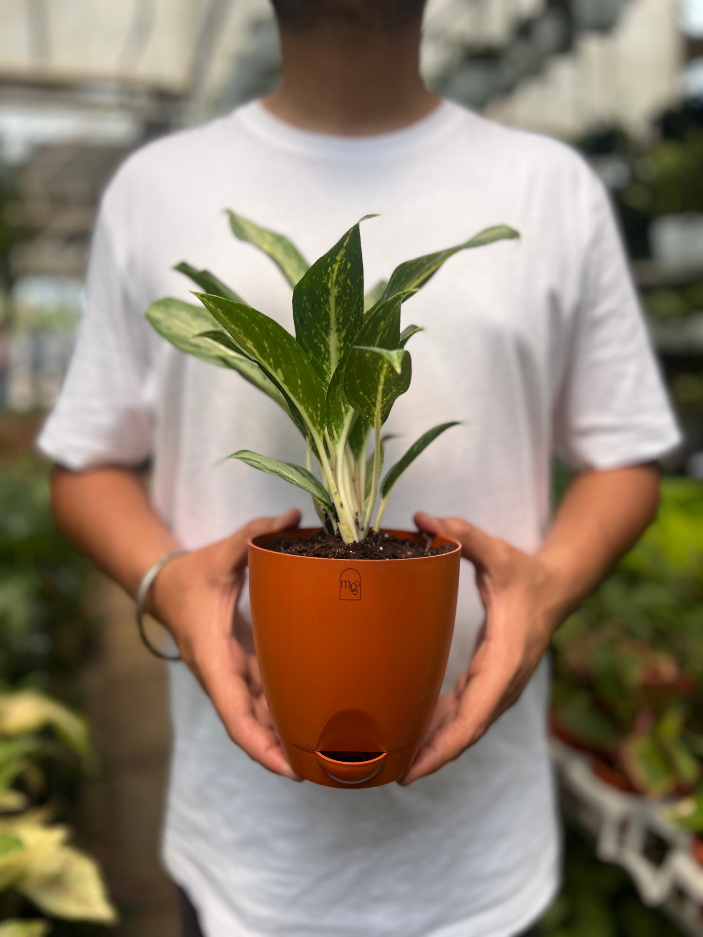 Aglaonema Silver Queen