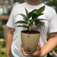 Aglaonema Black Lipstick