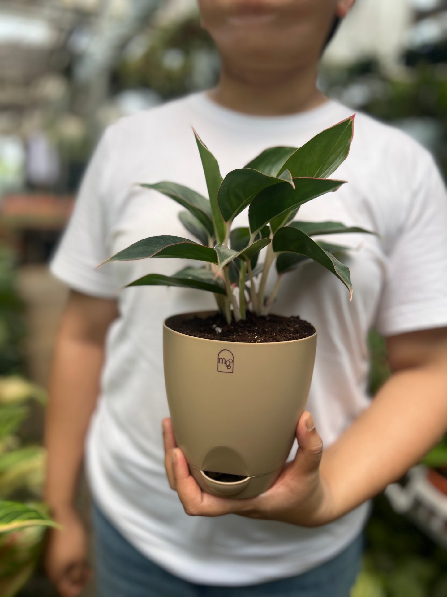 Aglaonema Black Lipstick