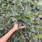Aglaonema Black Lipstick