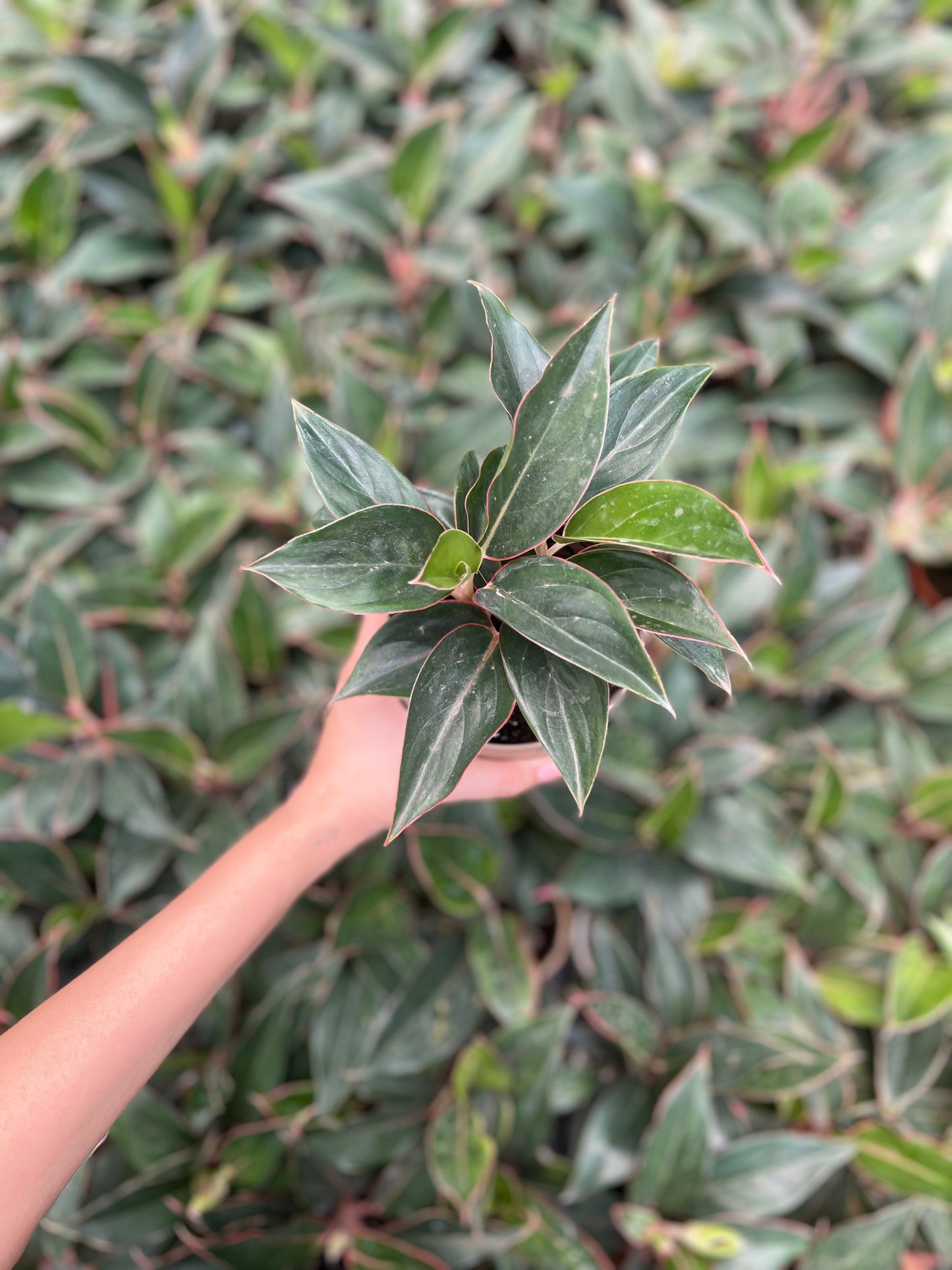 Aglaonema Black Lipstick
