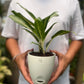 Aglaonema Silver Queen