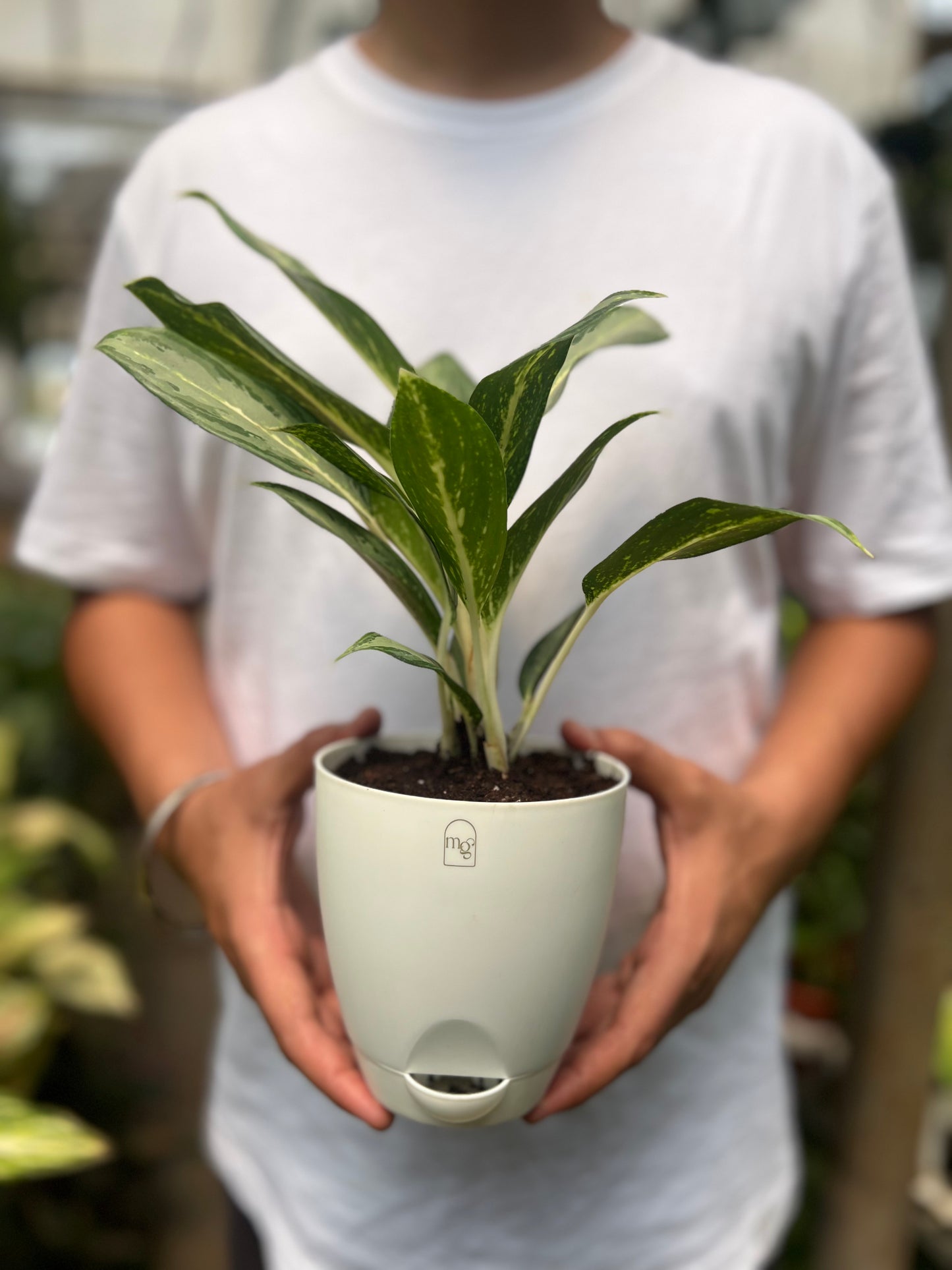 Aglaonema Silver Queen
