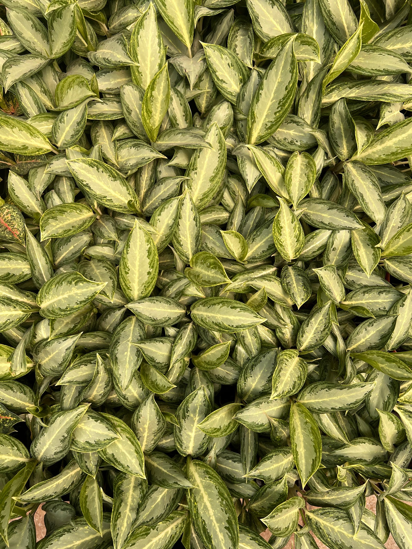 Aglaonema Silver Queen