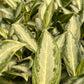 Aglaonema Silver Queen